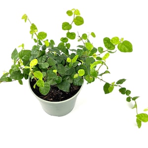 Creeping Fig Houseplants Ficus Pumila