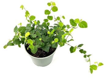 Creeping Fig Houseplants Ficus Pumila