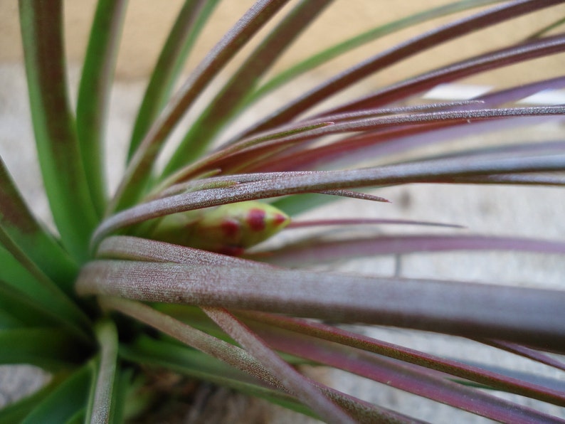 Tillandsia Tricolor Melanocrater Air plants image 7