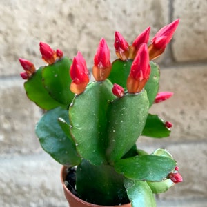 Red Flower Easter Cactus Rhipsalidopsis Gaertnerrii