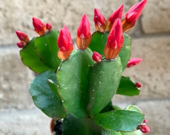 Red Flower Easter Cactus Rhipsalidopsis Gaertnerrii