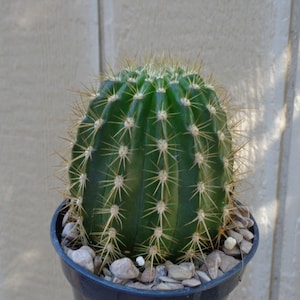 Torch Cactus-Trichocereus Grandiflorus