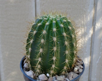 Torch Cactus-Trichocereus Grandiflorus