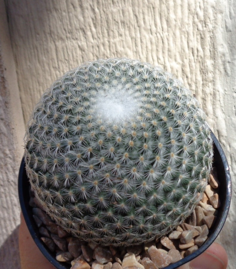 Mammillaria Elegans Cactus