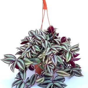 Tradescantia Silver Plus Tradescantia Zebrina Live Potted Houseplants in 6&quot; Hanging Pot