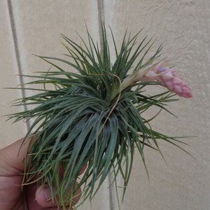 Tillandsia Stricta v Compacta Air Plants afbeelding 3