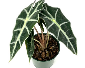 Alocasia 'Polly' African Mask Houseplant, 4" Pot Air Purifying