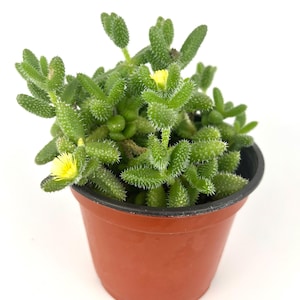 May include: A potted succulent plant with bright green, textured leaves and small yellow flowers. The plant is in a brown plastic pot, set against a white background. The leaves have small, spiky protrusions.