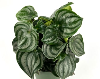 Tillandsia Ionantha Hedgehog Rare Air Plants - Etsy