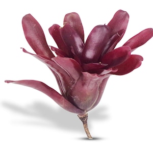 May include: A close-up of a deep red bromeliad flower with a single stem. The flower has a unique, ruffled texture and is in full bloom.