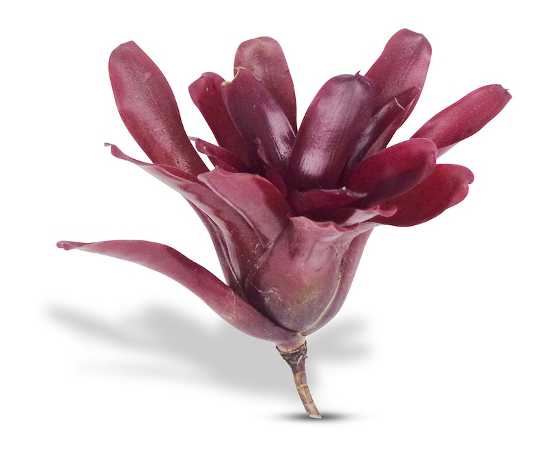 May include: A close-up of a deep red bromeliad flower with a single stem. The flower has a unique, ruffled texture and is in full bloom.