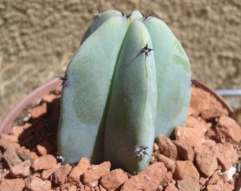 Blue Candle Cactus-Myrtillocactus Geometrizans