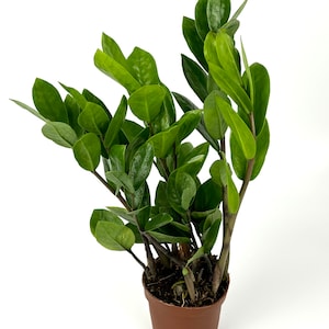 Eternity Plant - Etsy