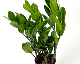 ZZ Plant Low Maintenance Houseplant Large 8"-12" Tall, 4" Pot