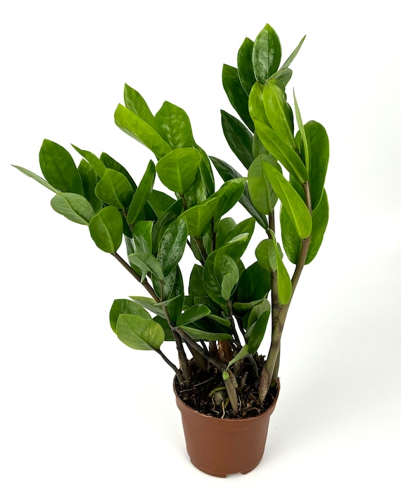 outdoor ceramic flower pots Gift Ceramic Flower Pot with Drainage and Bamboo Tray with Cactus or Succulent 2.75