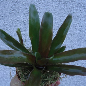 May include: A small green and brown bromeliad plant with long, pointed leaves in a pot with moss.