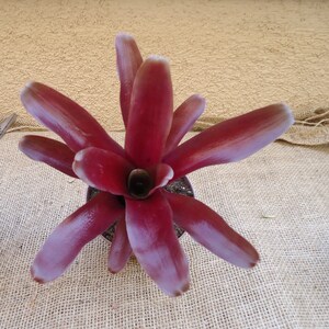 May include: A vibrant red bromeliad plant with long, pointed leaves. The plant is potted in a brown pot and is sitting on a burlap surface.