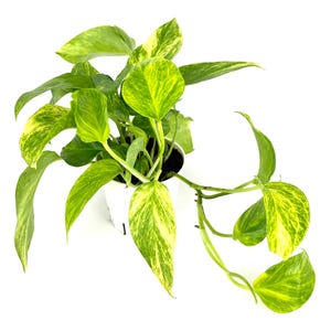 Puede incluir: Una planta de pothos dorado en maceta blanca, con hojas variegadas verdes y amarillas. La planta est&aacute; sobre un fondo blanco. Las hojas muestran un patr&oacute;n distintivo, lo que hace que esta planta de interior sea visualmente atractiva.