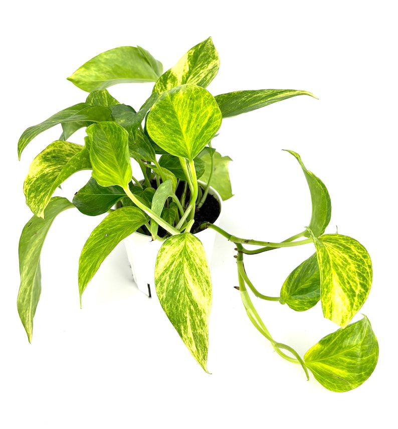 Puede incluir: Una planta de pothos dorado en maceta blanca, con hojas variegadas verdes y amarillas. La planta est&aacute; sobre un fondo blanco. Las hojas muestran un patr&oacute;n distintivo, lo que hace que esta planta de interior sea visualmente atractiva.