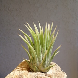 Tillandsia Ionantha Albo-Marginata Rare