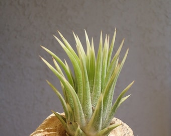 Tillandsia Ionantha Albo-Marginata Rare