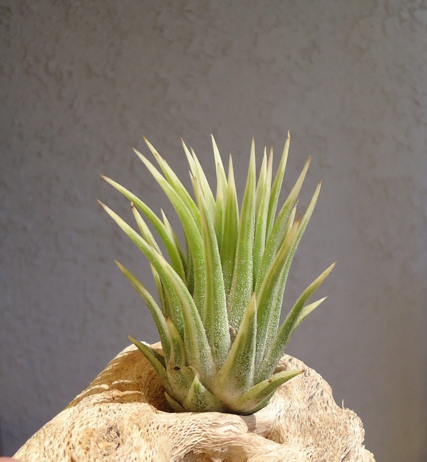 Tillandsia Ionantha Albo-marginata Rare - Etsy