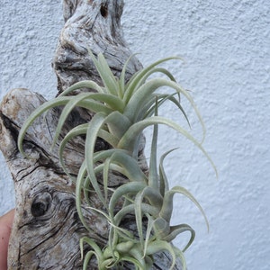 Tillandsia Cauligera image 1