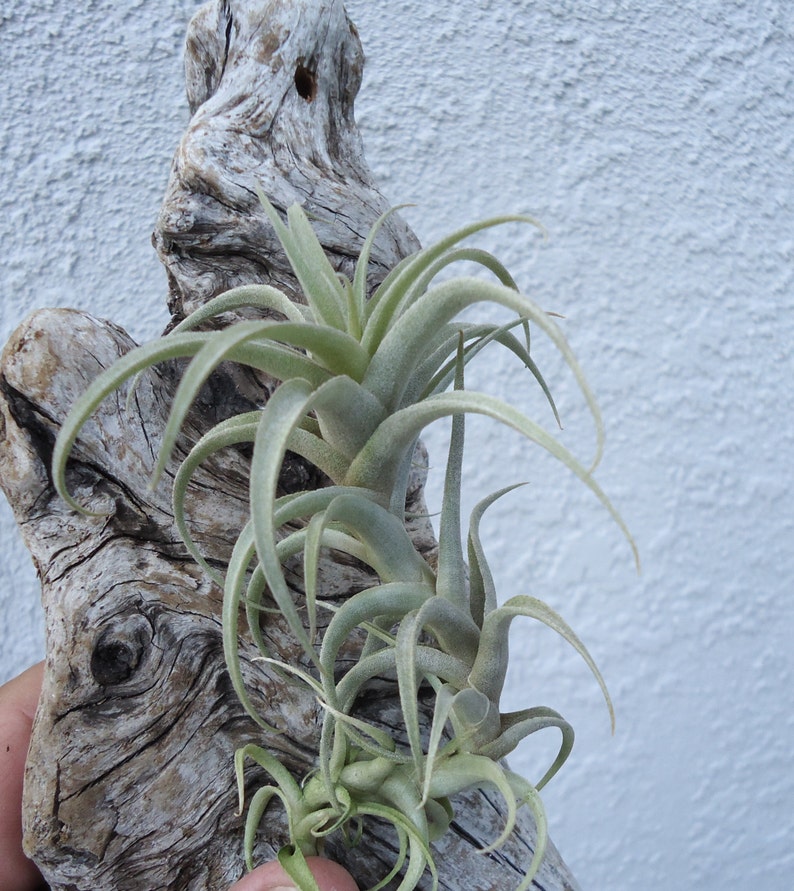 Tillandsia Cauligera image 1