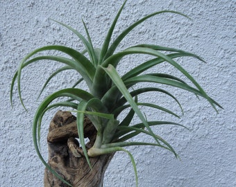 Large Tillandsia Flexuosa Vivipara 8-12"