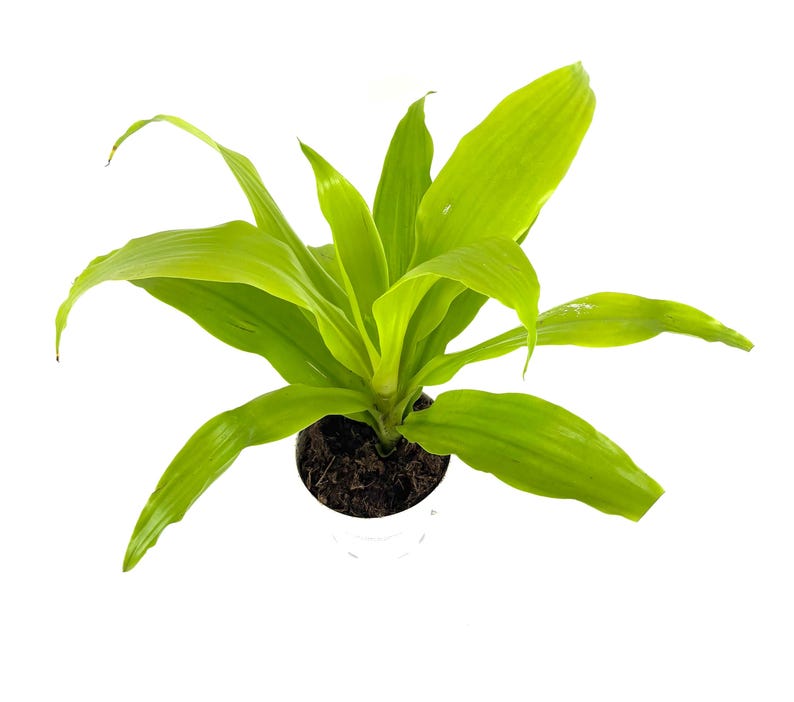 CTS Air Plants Dracaena Limelight House Plant - Thumbnail 5