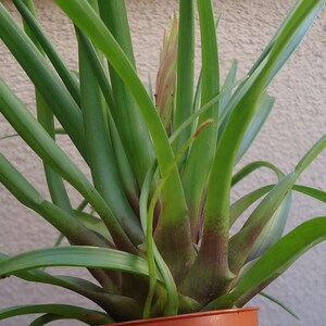 Large Tillandsia Cyanea Pink Quill Air Plants House Plants in 4 Pot image 6