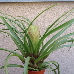 Large Tillandsia Cyanea Pink Quill Air Plants House Plants in 4 Pot image 5