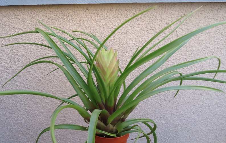 Large Tillandsia Cyanea Pink Quill Air Plants House Plants in 4 Pot image 5