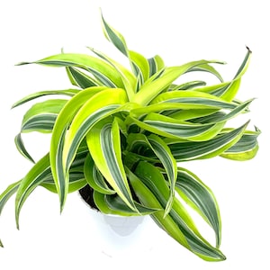 Dracaena Lemon Surprise Air Purifying House Plant
