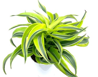 Dracaena Lemon Surprise Air Purifying House Plant