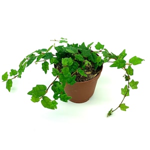 String of Frogs Houseplants Ficus Pumila Quercifolia