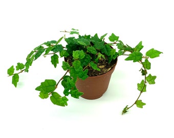 String of Frogs Houseplants Ficus Pumila Quercifolia in 2" Pot