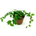 see more listings in the House Plants section