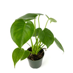 May include: A small potted Monstera plant with vibrant green, heart-shaped leaves. The plant is in a dark green plastic pot filled with soil. The leaves have a glossy texture and are arranged around the central stems.