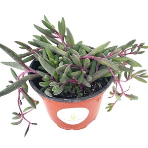 String of Pickles Succulents Othonna Capensis