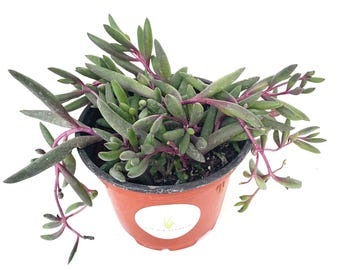 String of Pickles Succulents Othonna Capensis