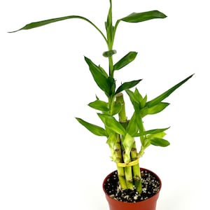 May include: A potted lucky bamboo plant with multiple stalks and vibrant green leaves. The plant is secured with a yellow tie and sits in a brown plastic pot. The plant is a popular choice for home decor and is known for its low-maintenance care.