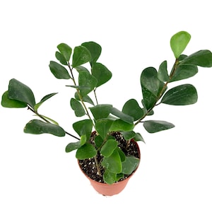 May include: A small potted plant with dark green, oval-shaped leaves. The plant is in a brown plastic pot filled with soil. The leaves are arranged along thin, dark stems, creating a full, lush appearance. The background is plain white.