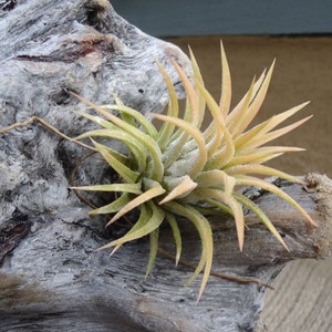 Tillandsia Ionantha Peach Air Plants