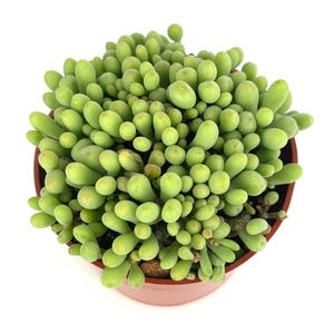 May include: Overhead view of a succulent plant in a brown pot. The plant features numerous, small, rounded, light green leaves. The leaves are densely packed, creating a full, textured appearance. The pot is round and made of a reddish-brown material.