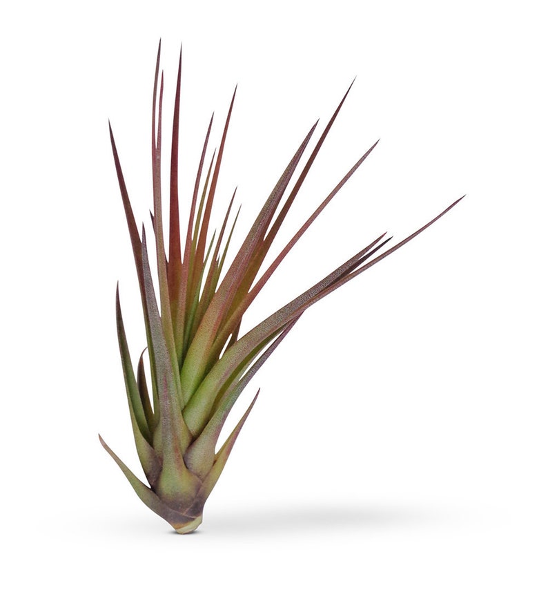 Tillandsia Tricolor Melanocrater Air plants image 1