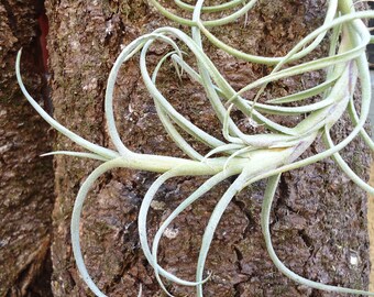 Tillandsia Crocata Giant Form