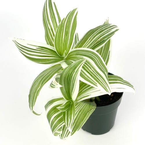 Tillandsia Ionantha Hedgehog Rare Air Plants - Etsy