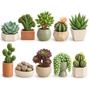 Pode incluir: Uma coleção de dez suculentas e cactos em vasos de várias formas e cores, incluindo variedades verdes, roxas e rosas. As plantas estão dispostas em diversos recipientes de cerâmica e terracota com formas hexagonais, redondas e cilíndricas.