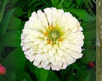 100 semillas de zinnia oso polar, zinnia elegans, reliquia, sin OMG, flores blancas